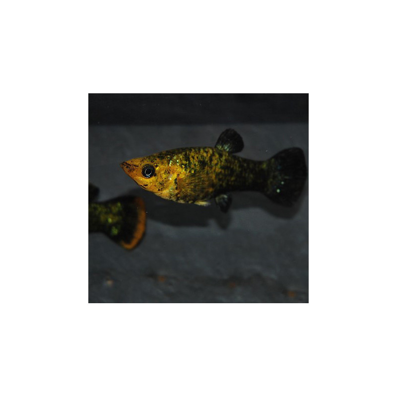 Poecilia sphenops (Molly) noir et jaune 4-4,5 cm