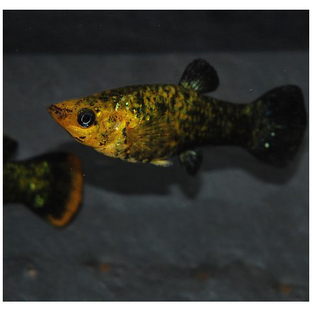 Poecilia sphenops (Molly) noir et jaune 4-4,5 cm