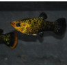 Poecilia sphenops (Molly) noir et jaune 4-4,5 cm