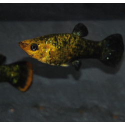 Poecilia sphenops (Molly) noir et jaune 3,5 cm