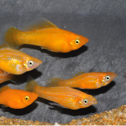 Poecilia sphenops (Molly) jaune 3,5 cm