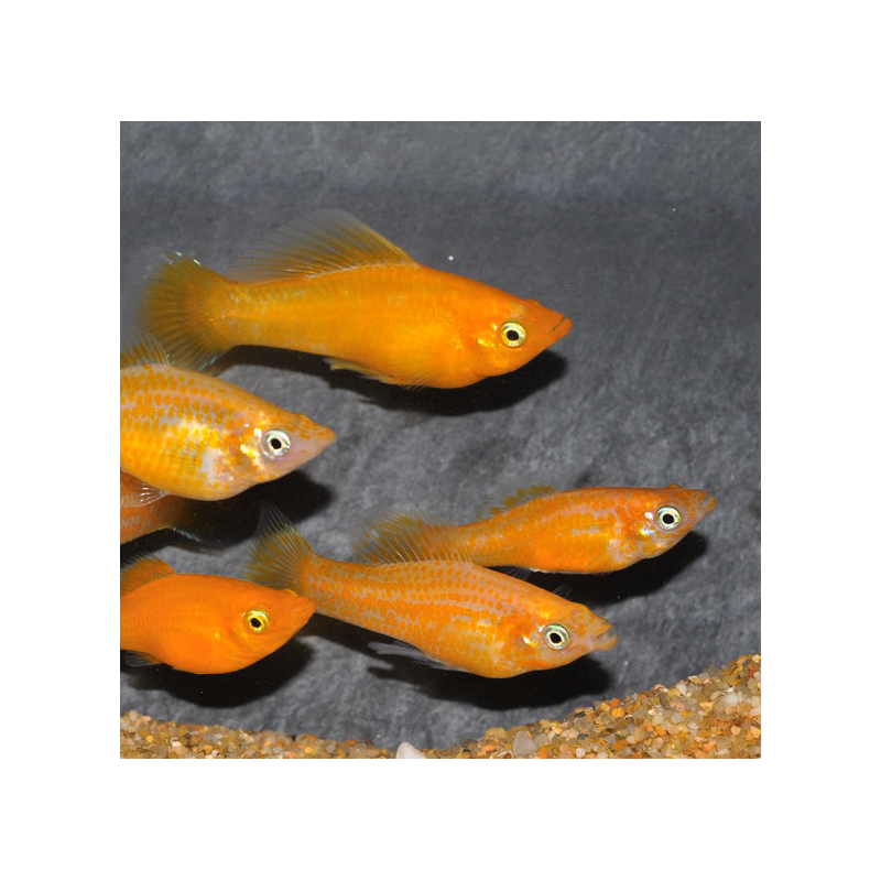 Poecilia sphenops (Molly) jaune 3,5 cm