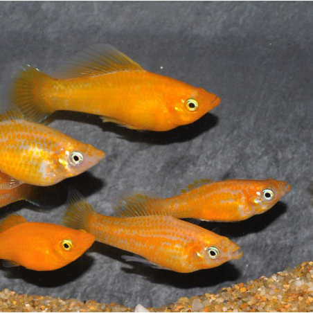 Poecilia sphenops (Molly) jaune 3,5 cm