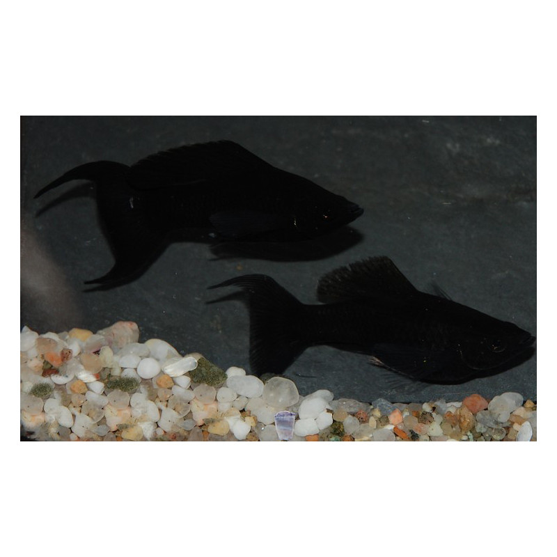 Poecilia sphenops (Molly) noir (Black molly) à queue lyre 4-4,5 cm