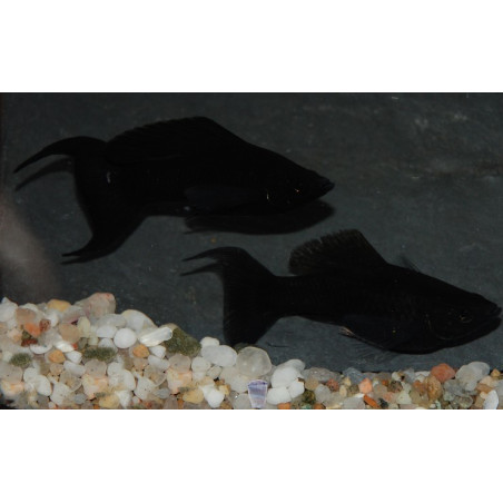 Poecilia sphenops (Molly) noir (Black molly) à queue lyre 4-4,5 cm