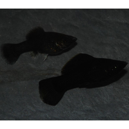 Poecilia sphenops (Molly) noir (Black molly) 4-4,5 cm