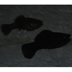 Poecilia sphenops (Molly) noir (Black molly) 3,5 cm