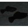 Poecilia sphenops (Molly) noir (Black molly) 3,5 cm
