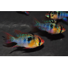 Microgeophagus ramirezi (Papiliochromis ) Sélection 4-4,5 cm