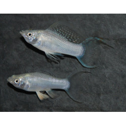 Poecilia latipinna (Molly) argent (Molly silver) lyre 4-4,5 cm