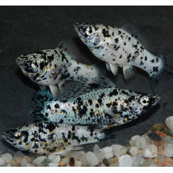 Poecilia latipinna (Molly) dalmatien (Molly dalmatien) 4-4,5 cm