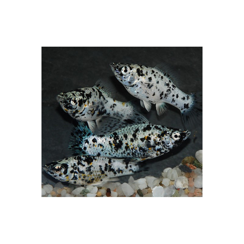 Poecilia latipinna (Molly) dalmatien (Molly dalmatien) 4-4,5 cm