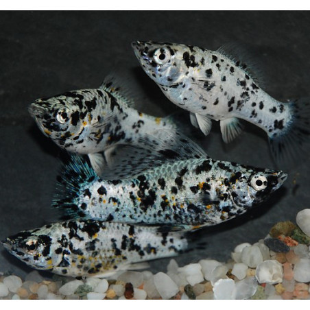 Poecilia latipinna (Molly) dalmatien (Molly dalmatien) 4-4,5 cm
