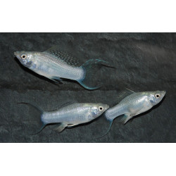Poecilia latipinna (Molly) argent (Molly silver) 4-4,5 cm
