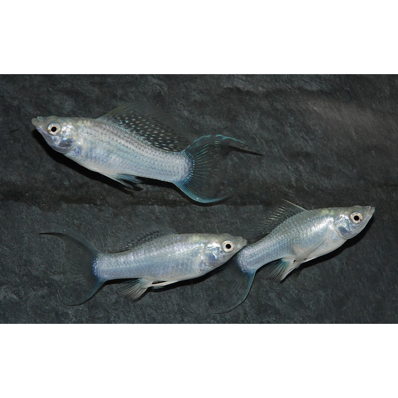 Poecilia latipinna (Molly) argent (Molly silver) 3,5 cm