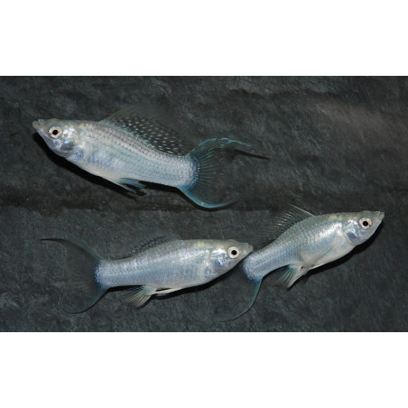 Poecilia latipinna (Molly) argent (Molly silver) 3,5 cm