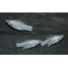 Poecilia latipinna (Molly) argent (Molly silver) 3,5 cm