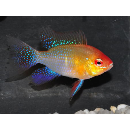 Microgeophagus ramirezi (Papiliochromis ramirezi) doré 4-4,5 cm