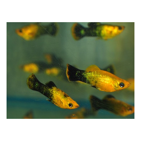 Poecilia latipinna (Molly) jaune poussière d'or 4-4,5 cm