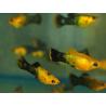 Poecilia latipinna (Molly) jaune poussière d'or 4-4,5 cm