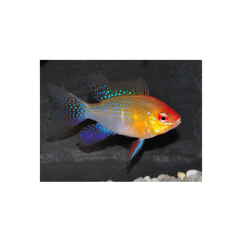 Microgeophagus ramirezi (Papiliochromis ramirezi) doré 2,5 cm
