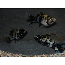 Poecilia latipinna (Molly) Marbré 3,5 cm