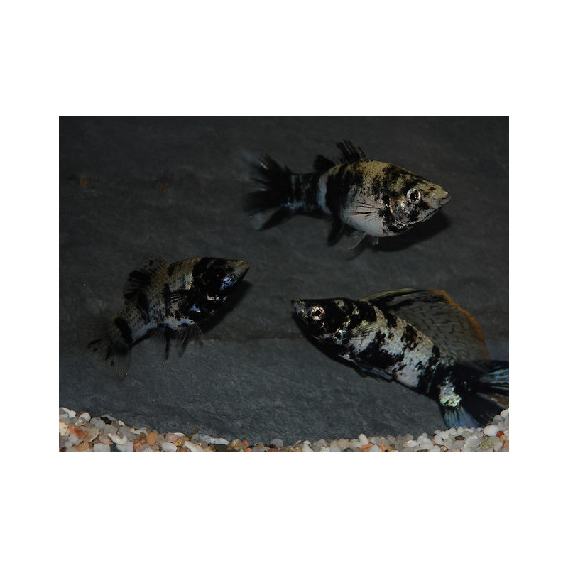 Poecilia latipinna (Molly) Marbré 3,5 cm