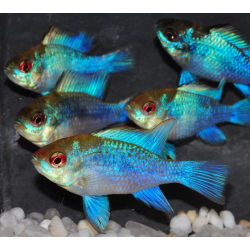Microgeophagus ramirezi (Papiliochromis) bleu electric 3 cm