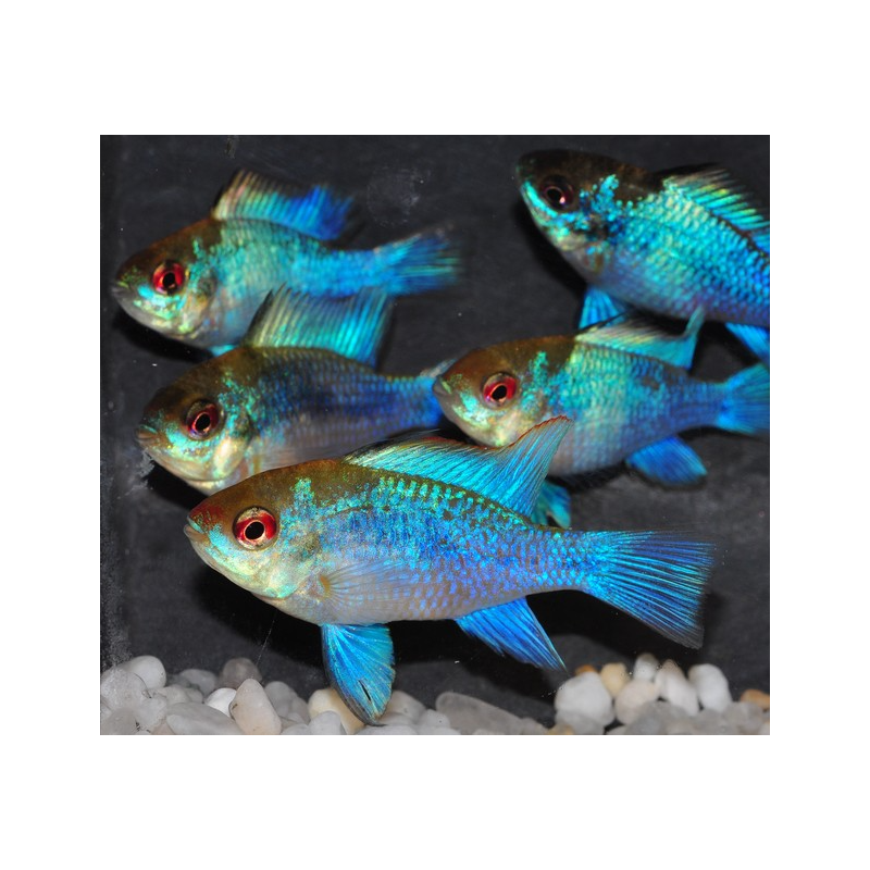 Microgeophagus ramirezi (Papiliochromis) bleu electric 3 cm