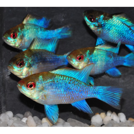 Microgeophagus ramirezi (Papiliochromis) bleu electric 3 cm