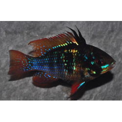 Microgeophagus ramirezi (Papiliochromis) Black 3,5 cm