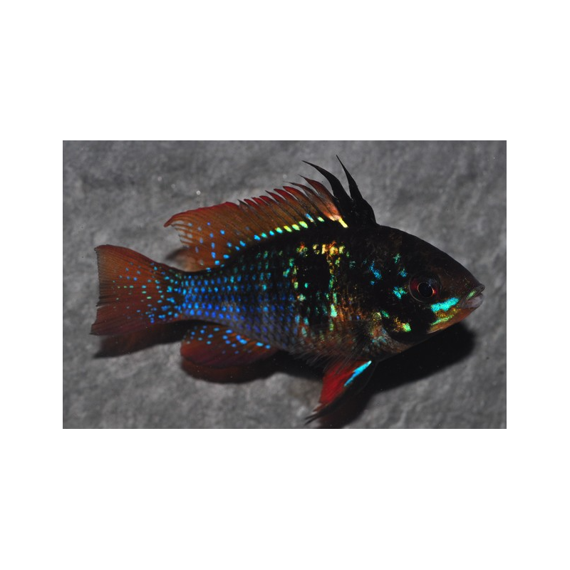 Microgeophagus ramirezi (Papiliochromis) Black 3,5 cm