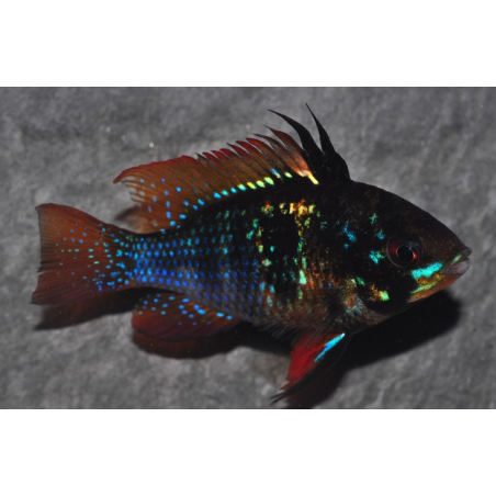 Microgeophagus ramirezi (Papiliochromis) Black 3,5 cm