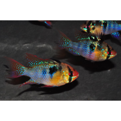Microgeophagus ramirezi(Papiliochromis ramirezi) Mâle XL Show 5-5,5cm