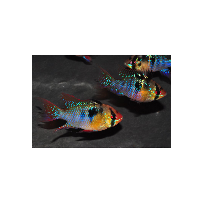 Microgeophagus ramirezi(Papiliochromis ramirezi) Mâle XL Show 5-5,5cm