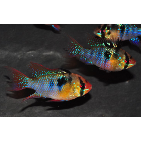 Microgeophagus ramirezi(Papiliochromis ramirezi) Mâle XL Show 5-5,5cm