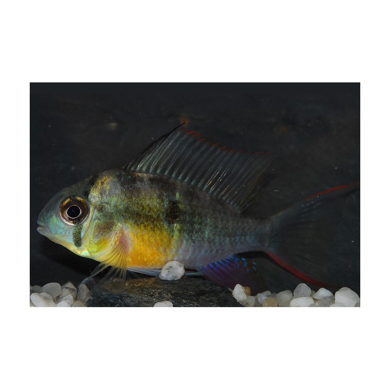 Microgeophagus altispinosus (Papiliochromis altispinosa) 5-5,5 cm