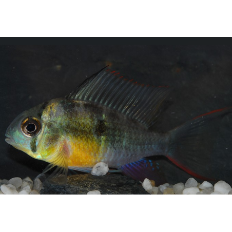 Microgeophagus altispinosus (Papiliochromis altispinosa) 5-5,5 cm