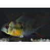 Microgeophagus altispinosus (Papiliochromis altispinosa) 4-4,5 cm