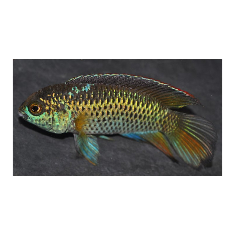 Nannacara anomala 3 cm