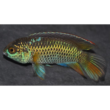 Nannacara anomala 3 cm