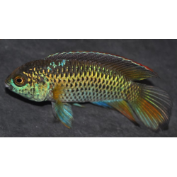 Nannacara anomala 2,5 cm