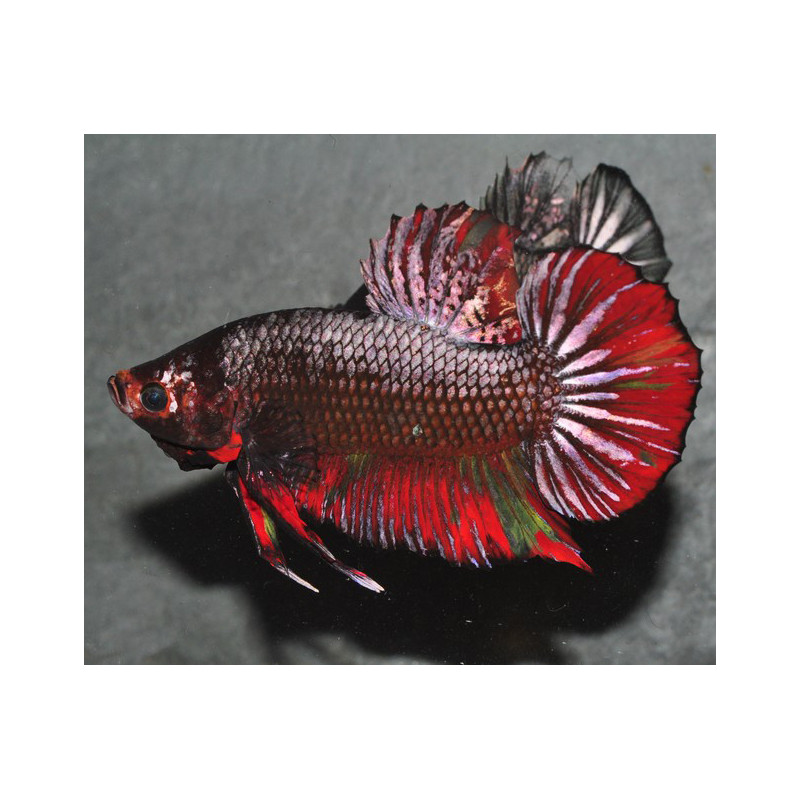 Betta splendens mâle Show HM Copper Marble 4-4,5 cm