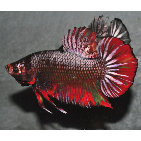 Betta splendens mâle Show HM Copper Marble 4-4,5 cm