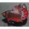 Betta splendens mâle Show HM Copper Marble 4-4,5 cm