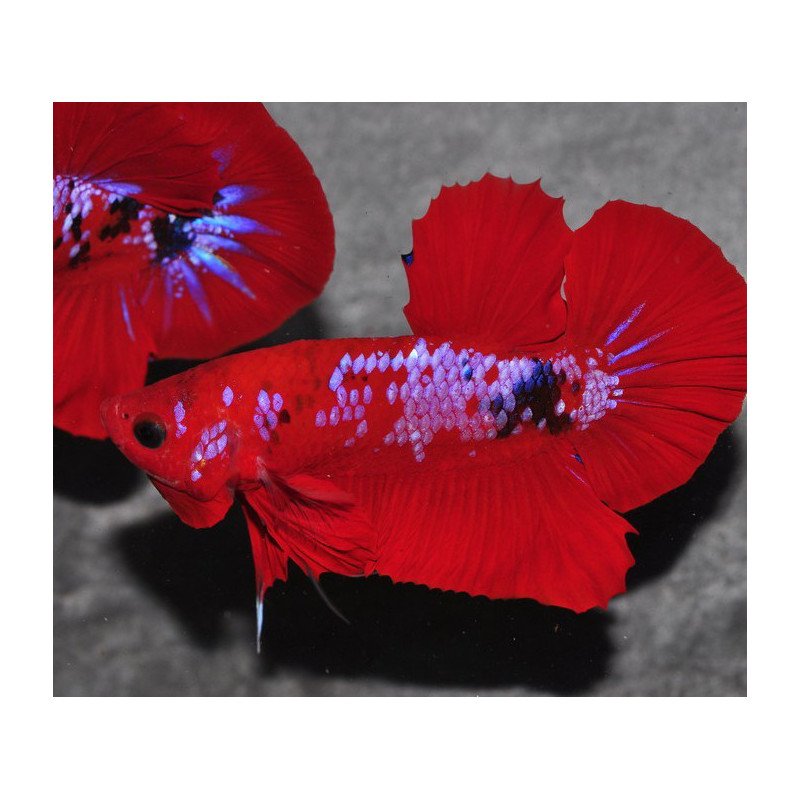 Betta splendens mâle HMPK Hell Boy 4-4,5 cm
