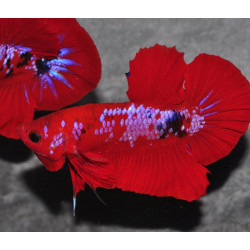 Betta splendens mâle HMPK Hell Boy 3,5 cm