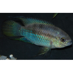 Laetacara curviceps(Aequidens curviceps)(Acara pointillé) 3,5cm