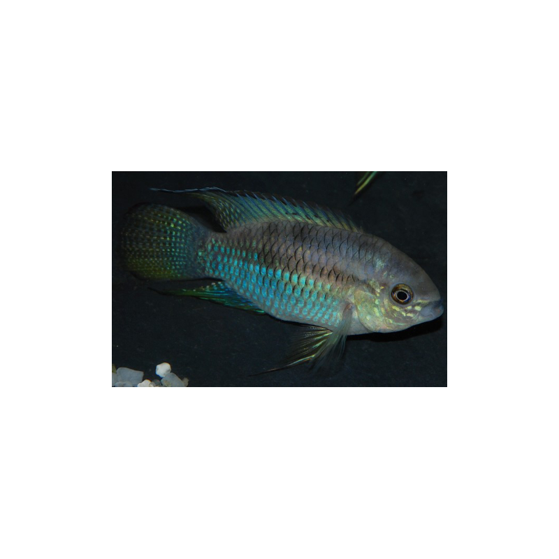 Laetacara curviceps(Aequidens curviceps)(Acara pointillé) 3,5cm