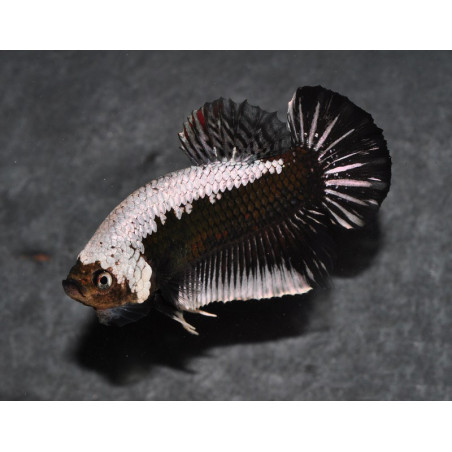 Betta splendens femelle HMPK Samouraï 3,5 cm
